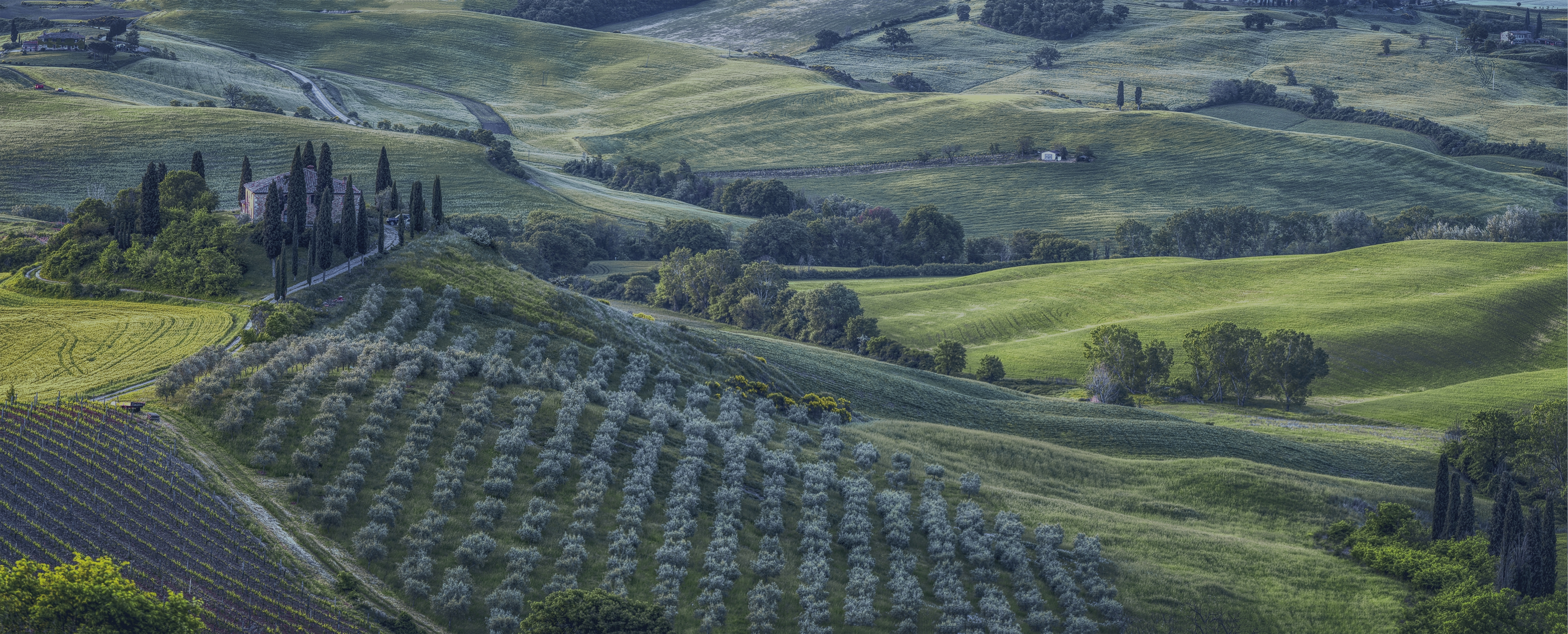 Italian Vineyard